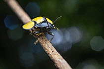 Leaf beetle (Omaspides bistriata) resting on a twig with a mite on its back, Tinamaste, Costa Rica.
