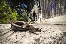 Slowworm (Anguis fragilis) resting in front of an abandoned shed at night, Lucerne, Switzerland. September.