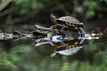 Meso-American slider (Trachemys venusta) resting on a log in a pond with reflection, Osa Peninsula, Costa Rica.