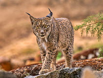 Iberian lynx (Lynx pardinus) male, walking over rocky ground, Andalusia, Spain. October. Endangered.