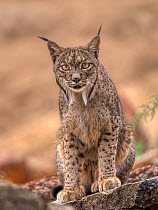 Iberian lynx (Lynx pardinus) male, sitting on rocks, Andalusia, Spain. October. Endangered.