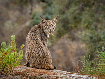 Iberian lynx (Lynx pardinus) male, sitting on rocks looking back, Andalusia, Spain. October. Endangered.