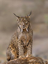 Iberian lynx (Lynx pardinus) male, portrait, Andalusia, Spain. October. Endangered.