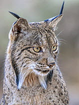 Iberian lynx (Lynx pardinus) male, head portrait, Andalusia, Spain. October. Endangered.