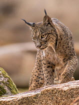 Iberian lynx (Lynx pardinus) male, hunting on rocky ground, Andalusia, Spain. October. Endangered.