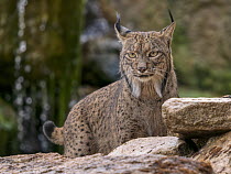 RF - Iberian lynx (Lynx pardinus) male, portrait, Andalusia, Spain. October. Endangered. (This image may be licensed either as rights managed or royalty free.)