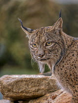 RF - Iberian lynx (Lynx pardinus) male, head portrait, Andalusia, Spain. October. Endangered. (This image may be licensed either as rights managed or royalty free.)