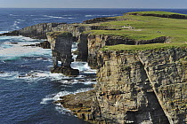 View along cliffs and coastline towards Yesnaby Castle sea-stack with natural sea arch, mainland Orkney, Scotland,UK. July, 2008.