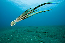 Mimic octopus (Thaumoctopus mimicus) swimming down to seabed, Bethelem III, Minahasa Lagoon, Manado, Sulawesi, Indonesia, Pacific Ocean.