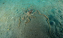 Mimic octopus (Thaumoctopus mimicus) burying itself in sand, Bethelem III, Minahasa Lagoon, Manado, Sulawesi, Indonesia, Pacific Ocean.