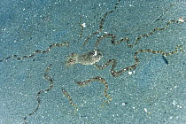 Mimic octopus (Thaumoctopus mimicus) burying itself in sand,  Bethelem III, Minahasa Lagoon, Manado, Sulawesi, Indonesia, Pacific Ocean.