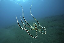 Mimic octopus (Thaumoctopus mimicus) swimming midwater, Bethelem III, Minahasa Lagoon, Manado, Sulawesi, Indonesia, Pacific Ocean.