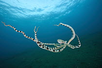Mimic octopus (Thaumoctopus mimicus) swimming midwater,  Bethelem III, Minahasa Lagoon, Manado, Sulawesi, Indonesia, Pacific Ocean.