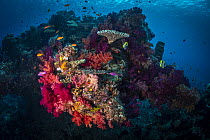 Colorful soft and hard corals at the beginning of the 'White Wall' dive site, Rainbow Reef, Fiji, Somosomo Strait, South Pacific Ocean.