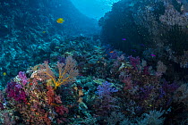 A diverse array of colorful soft and hard corals covering the outer walls of Rainbow Reef,  Somosomo Strait. Fiji, South Pacific Ocean.