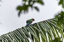 Crimson shining-parrot (Prosopeia splendens) perched on a palm tree leaf, near Vunisea, Kadavu Island, Fiji.