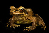 Went Mountains frog (Rana grisea) portrait, Foja Mountains, West Papua.