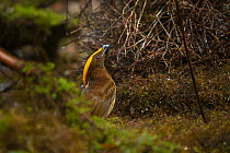 Yellow-fronted bowerbird (Amblyornis flavifrons) male, courtship display at bower, holding a blue fruit in his beak and keeping on the opposite side of the bower from the female, Foja Mountains, West...