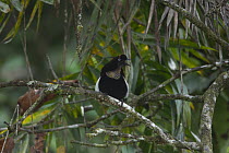 Berlepschi's parotia bird of paradise (Parotia berlepschi) male, perched on branch calling, Foja Mountains, West Papua.