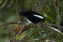 Berlepschi's parotia bird of paradise (Parotia berlepschi) male, perched on branch, Foja Mountains, West Papua.