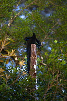 Black sicklebill bird of paradise (Epimachus fastuosus) male, at his display perch, Foja Mountains, West Papua.