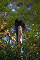 Black sicklebill bird of paradise (Epimachus fastuosus) male, at his display perch, Foja Mountains, West Papua.