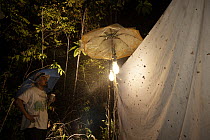 Entomologist collecting moths from a light trap in montane forest, Foja Mountains, West Papua. November, 2008.