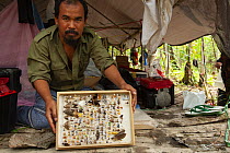 Entomologist with display of moth specimens collected in montane forest, Foja Mountains, West Papua. November, 2008.