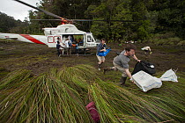 Foja Mountains RAP expedition members unloading helicopter at the bog landing site at 1650 m elevation, Foja Mountains, West Papua. November, 2008.