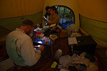 Foja Mountains RAP expedition scientists working on specimens in their "prep tent", Foja Mountains, West Papua. November, 2008.