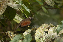 Berlepschi's parotia bird of paradise (Parotia berlepschi) female, perched in tree, Foja Mountains, West Papua.