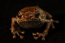 Frog (Albericus sp.) new species, portrait, Foja Mountains, West Papua.