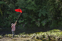 Foja Mountains RAP Expedition entomologist holding a net searching for butterflies at the edge of a bog at 1650 m elevation, Foja Mountains, West Papua. November, 2008.