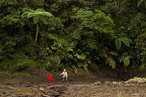 Foja Mountains RAP Expedition entomologist holding a net searching for butterflies at the edge of a bog at 1650 m elevation, Foja Mountains, West Papua. November, 2008.