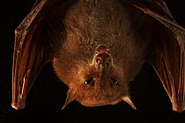 Blossom bat (Syconycteris sp.) hanging upside down, portrait, Foja Mountains, West Papua.