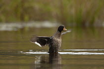 Salvadori's teal (Anas waigiuensis) on pond flapping its wings, Foja Mountains, West Papua.