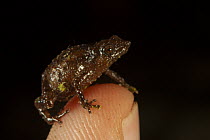 Frog (Choreophryne sp.) new species endemic to the Foja Mountains, resting on a finger tip, Foja Mountains, West Papua.