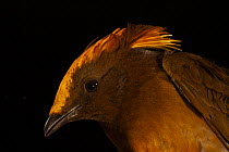 Golden-fronted bowerbird (Amblyornis flavifrons) head portrait, Foja Mountains, West Papua.