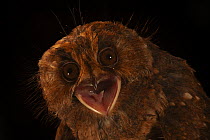Mountain owlet-nightjar (Aegotheles albertisi) calling, portrait,  Foja Mountains, West Papua.