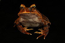 Arfak cannibal frog (Lechriodus platyceps) female with scars made by males during amplexus, portrait, Foja Mountains, West Papua.