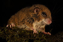 Tree mouse (Pogonomys sp.).portrait, Foja Mountains, West Papua.