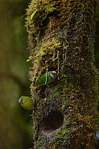 Red-breasted pygmy-parrots (Micropsitta bruijnii) pair excavating possible nest cavity in a dead tree trunk, Foja Mountains, West Papua.