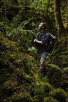 Scientist standing in forest listening for calling frogs in a small creek at over 2100 m in upper montane forest, Foja Mountains, West Papua. November, 2008.