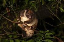 Painted ringtail possum (Pseudochirulus forbesi) sitting in a tree in the upper montane forest, Foja Mountains, West Papua.