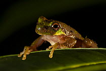 Tree frog (Litoria modica) resting on leaf, 2000 m elevation, Foja Mountains, West Papua.