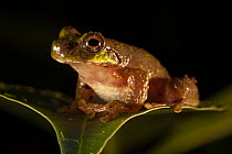 Tree frog (Litoria modica) resting on leaf, 2000 m elevation, Foja Mountains, West Papua.
