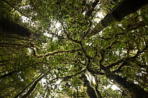 View looking straight up into the canopy of mossy montane rain forest, Foja Mountains, West Papua. November, 2008..