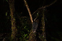 Giant rat (Malomys sp.) climbing along moss-covered tree trunk. New species endemic to the Foja Mountains, West Papua. Camera trap image.