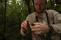 Expedition ornithologist removing a Mid-mountain berrypecker (Melanocharis longicauda) from a mist net in the forest at 1200 m, Foja Mountains, West Papua. November, 2008.