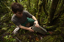 Expedition mammalogist checking a small mammal trap in the rain forest near the 1200m Lower Camp, Foja Mountains, West Papua. November, 2008.